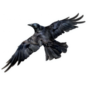 Raven PNG-71449